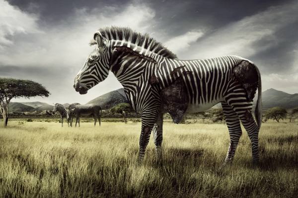 Photograph Nina Marie Rambo Extinction on One Eyeland